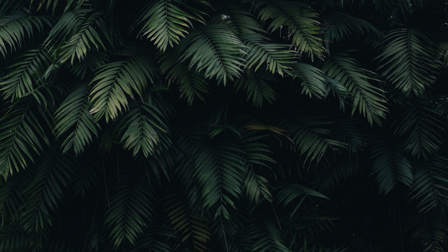 Capsized Eivissa Sunglasses Palm Leaves Branding Background